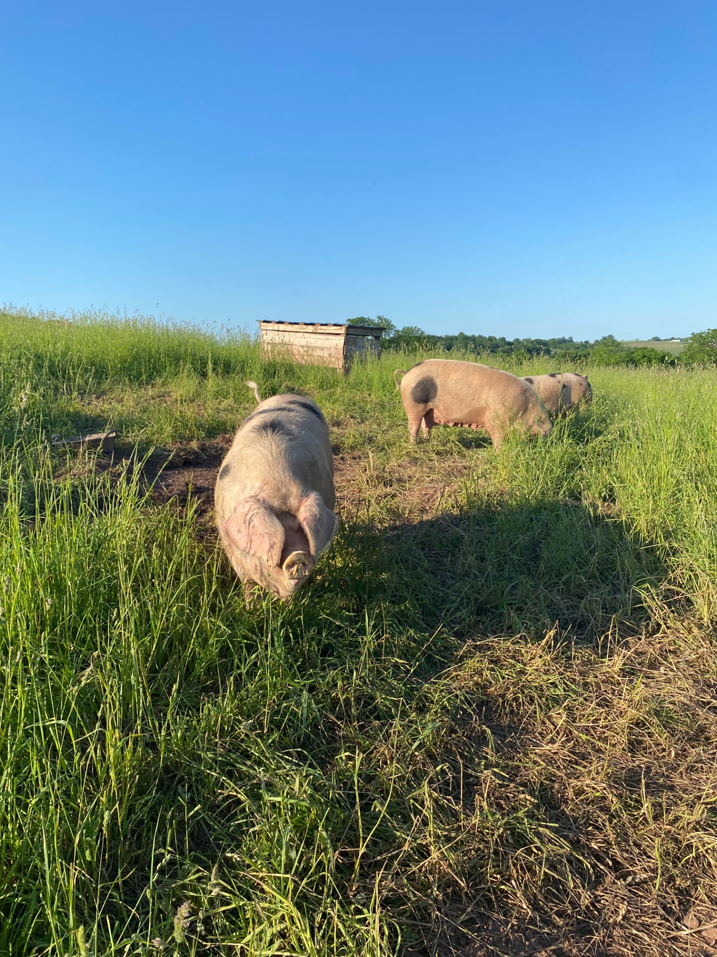 Pork Mountain Ridge Farm